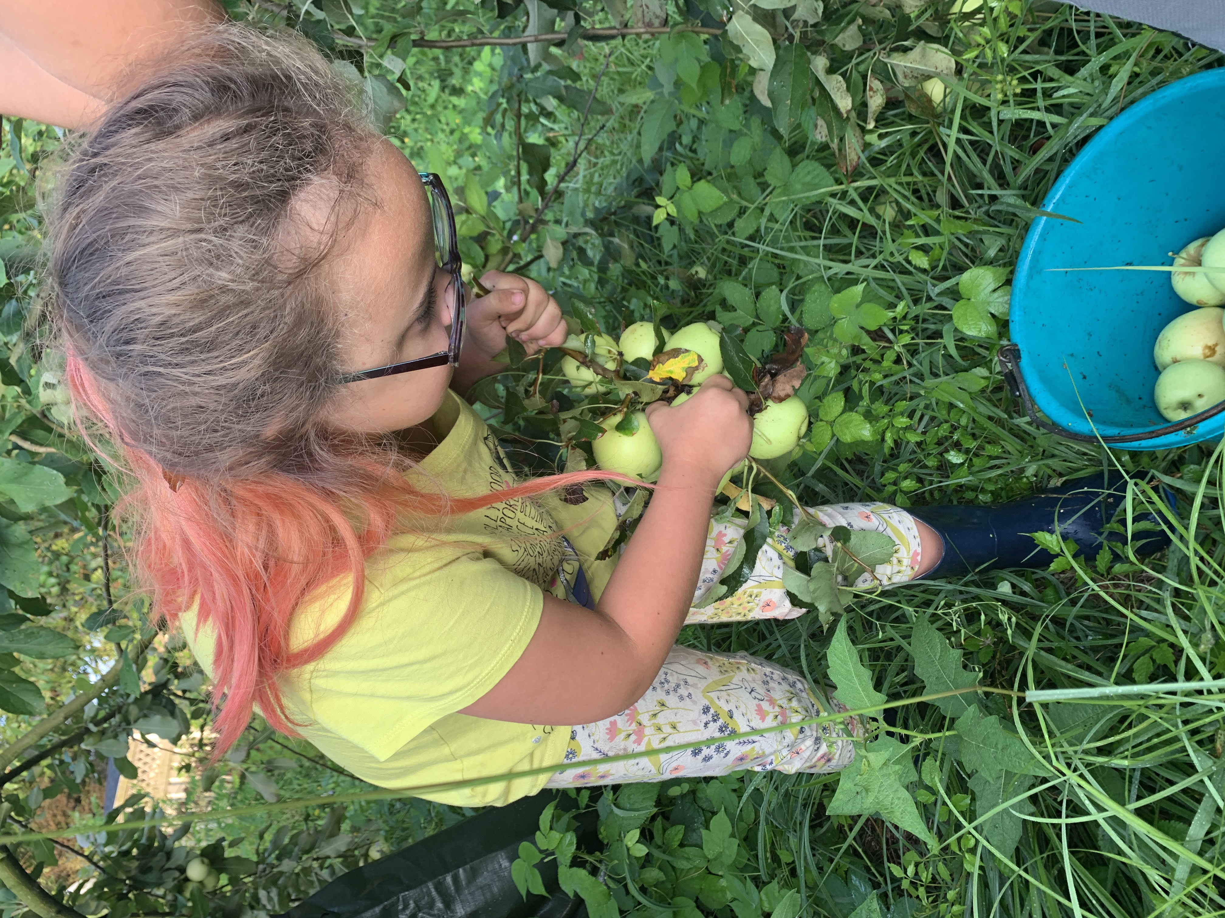 Fruit trees